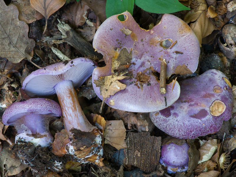 Cortinarius sodagnitus